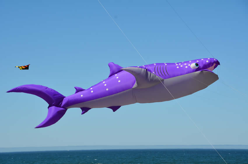 Kite Festival - Featured Whale