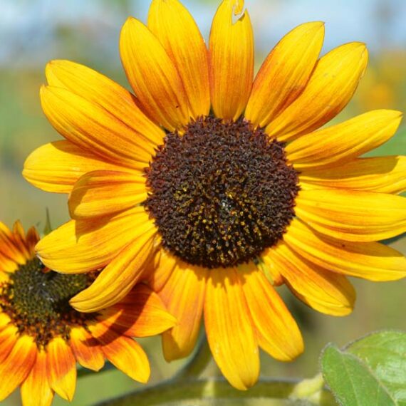 French Prairie Gardens, St. Paul, Oregon