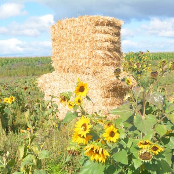 French Prairie Gardens, St. Paul, Oregon