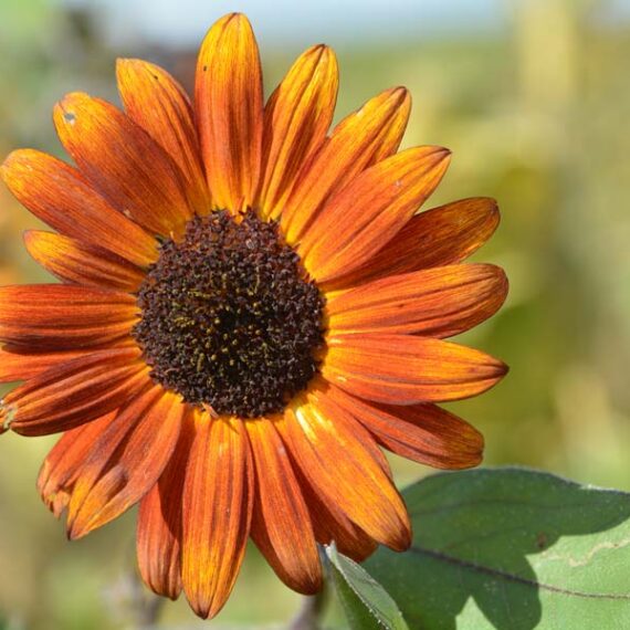 French Prairie Gardens, St. Paul, Oregon