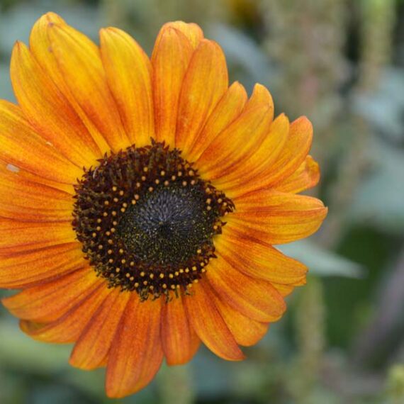 French Prairie Gardens, St. Paul, Oregon