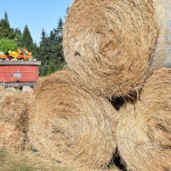 Lee Farms, Tualatin, Oregon